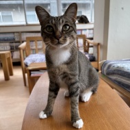 猫紹介★オルガ