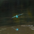 パフォーマンスはいまいちですなぁ・・・・・