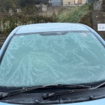 柴わんこと暮らす日々