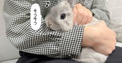 うさぎのルリ(1/25追記)