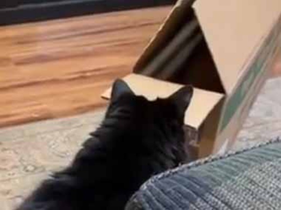 【スーパーイリュージョン】 なんの変哲もない箱が置いてある。その目の前に黒猫がいた → 一瞬でこうなります…