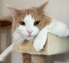 フミフミする愛らしい猫とワルネネコ