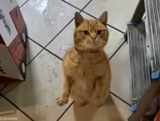 ジェスチャーで何かを伝えようとする猫「何をしてほしいの？」（動画）