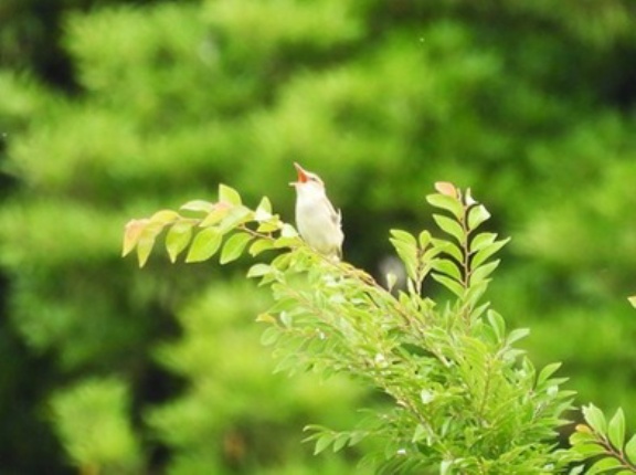 2026年6月6日の野鳥公園