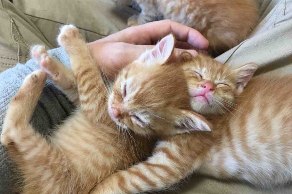 茶トラ 茶トラ一族、まさかの血縁 20200825 : ねこかます