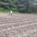 今年増やした畑で定植作業