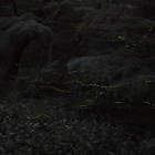 『投稿：横浜のヘイケボタル続々報　2023/07/08』の画像