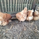 こっこ🐔🐔🐔　５歳６か月目【またも心配な🐔が・・・】