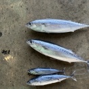 毎日一魚　日々の雑感：「まんだら：マルソウダ」も圧力釜で煮るなら、学校給食でも問題なしだと思います。