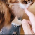 猫にヤキモチ