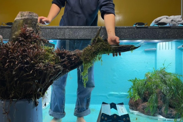 ペット動画まとめch アクアリウム