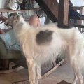 久しぶりの父ちゃん。