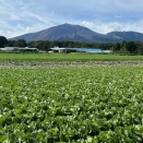 北軽井沢の夏の高原野菜の様子（2025.09.23）