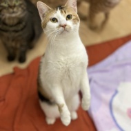 トライアル決定～三毛～