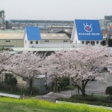 『サクラは満開ですが、どんよりとした雲が空を覆っています』の画像