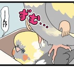 【写真ある】オカメインコ.zip【圧縮されちょる】