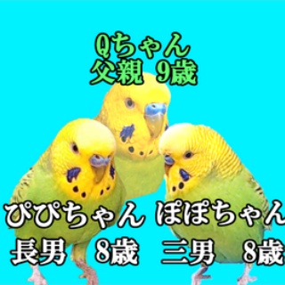 🎵じぃじとばぁばのインコのお家🎵