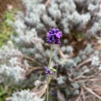 マンドリン風来坊よねっち