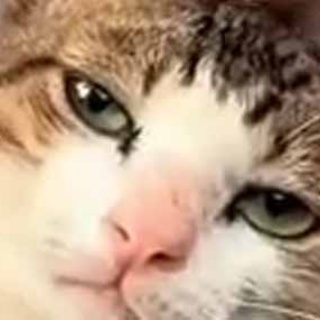 猫の動画 ねこわん！