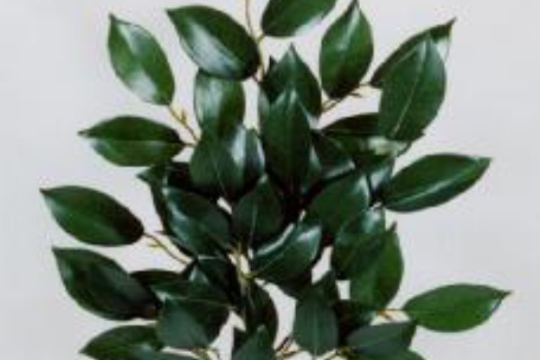 番外編 榊と樒 しきび の違い L Espace Coloree