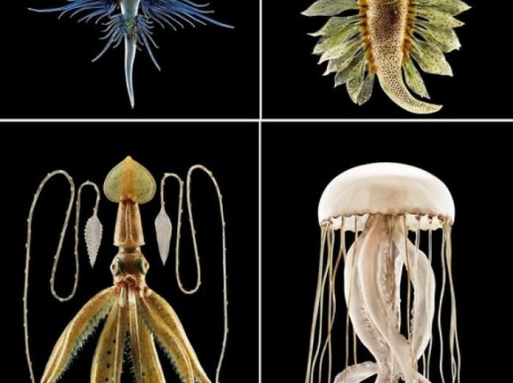 外国人「これは興味深いと思った過去の文化遺産を見せていく！」