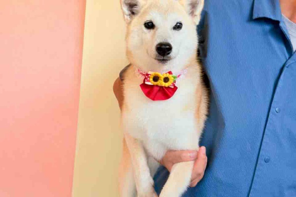 かぼすちゃんとおさんぽ。 Powered by ライブドアブログ