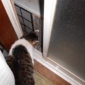 猫に小判を与えたら。 埋蔵金：千九百拾参両　マジぃかぁ・・・からのマジぃかぁっ！