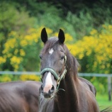 『ラウ君』の画像