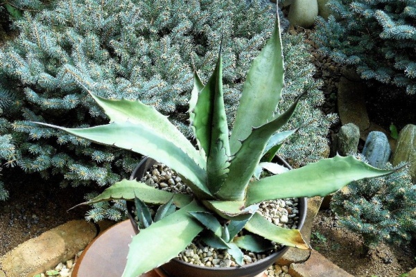 My Favorite Plants】 - サルミアナ系(4品種) My Favorite Plants】 - サルミアナ系(4品種)