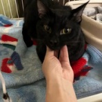 NPO法人 みなしご救援隊 犬猫譲渡センター 広島本部のブログ