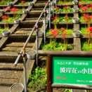 ふるど大池のヒガンバナ満開（新潟県柏崎市）