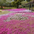 芝桜