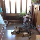 家の猫さん