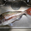 若狭湾S沖ボート釣り（2026年5月30日・3回目）・・・のっこみマダイの産卵が終わりはじめたなのかな？