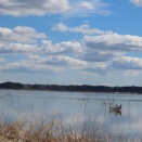 在庫から、印旛沼の風景とモモイロペリカンをアップしました。