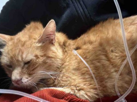 オス三毛猫、甘え我慢の時　20251118