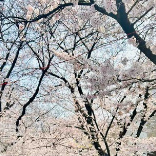 おひとりさま→高齢シンママの徒然