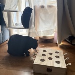 おそらくその平凡こそ幸せ　猫と私と家族の日常