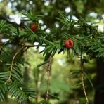 #俳句　日記俳句を楽しむ会