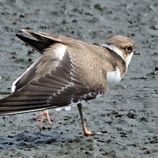 東京港野鳥公園　レンジャーブログ