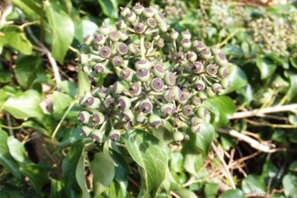 ラブリーラカンマキ 花 言葉 最高の花の画像