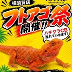 爬虫類クラブJ 横須賀店ブログ