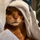 カーディガンの中の住人