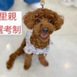 『里親選考制について』の画像