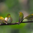 『投稿：BORG107FLによる野鳥5態＆AIノイズリダクションレビュー　2022/12/26』の画像
