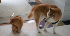 猫に気を遣うシニア犬