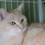 『【里親募集中】日本猫のジナ』の画像