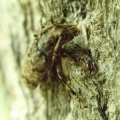 観察の森で見つけた生き物！７月13日