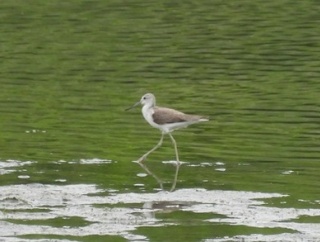 2026年7月3日の野鳥公園