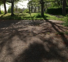 公園の新緑